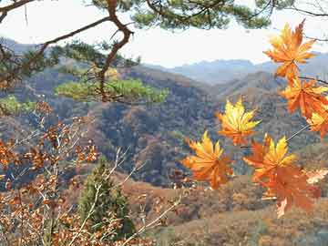 历史上的11月10日，bolezi最新地址变迁及其影响