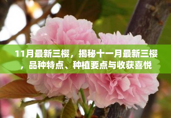 揭秘十一月最新三樱品种，特点、种植要点与收获喜悦体验