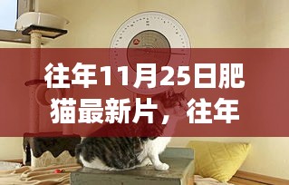 往年11月25日肥猫新片探秘，电影魅力与背后的故事揭秘