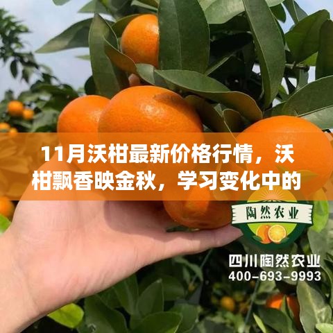 金秋沃柑飘香，最新价格行情与乐观力量的探寻