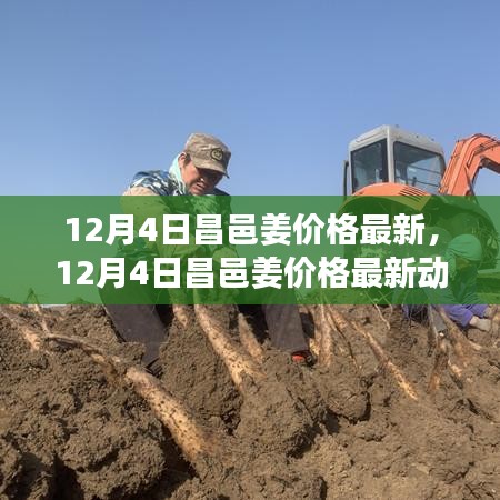 最新动态，昌邑姜市场走势分析与预测