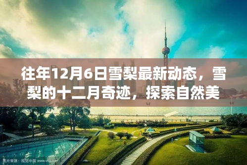往年12月6日雪梨最新动态，探索自然美景之旅，寻找内心的宁静与平和奇迹之旅