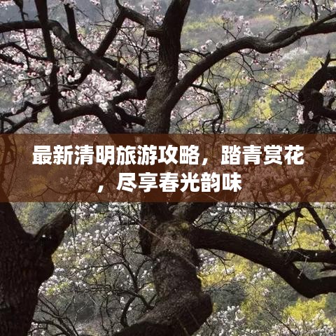 最新清明旅游攻略，踏青赏花，尽享春光韵味