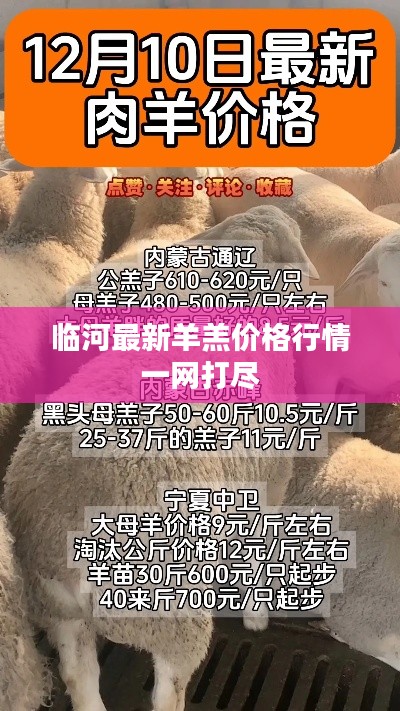 临河最新羊羔价格行情一网打尽